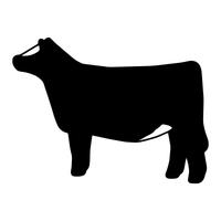 White Face Heifer