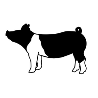 Hampshire Sow
