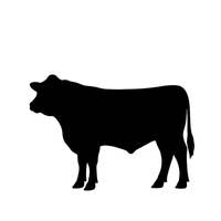 Brangus Steer