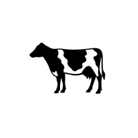 Holstein
