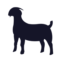 Boer 