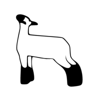 Ewe