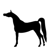 Arabian 3
