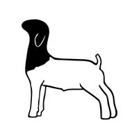 Boer 2