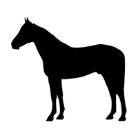 Thoroughbred
