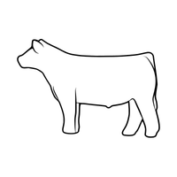 Light Color Steer
