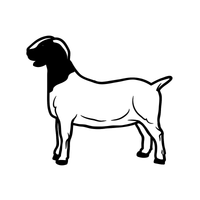 Boer 3