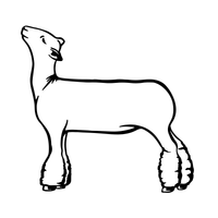 White Faced Sheep