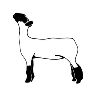 Dark Faced Sheep