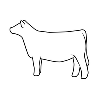 Light Color Heifer