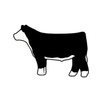 Hereford Steer