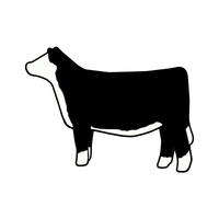 Hereford Heifer