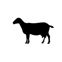 Dairy