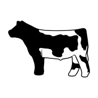 Dark and White Steer