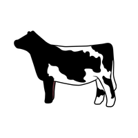 Dark and White Heifer