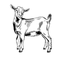 Nigerian Dwarf