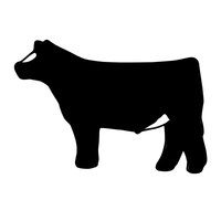 White Face Steer